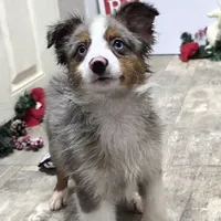 Jasper, a male Toy Australian Shepherd for sale in Chester, SC – Photo 4 of 7