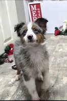 Jasper, a male Toy Australian Shepherd for sale in Chester, SC – Photo 4 of 7