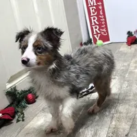 Jasper, a male Toy Australian Shepherd for sale in Chester, SC – Photo 3 of 7