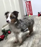 Jasper, a male Toy Australian Shepherd for sale in Chester, SC – Photo 3 of 7