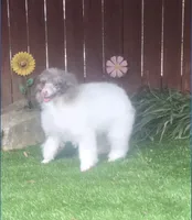 FiFi, a female Poodle - Miniature  for sale in Chester, SC – 4 of 6