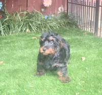 Danny, a female Yorkipoo for sale in Chester, SC – 3 of 5
