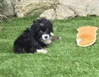 Sophia, a female Aussiedoodle for sale in Chester, SC – 7 of 7