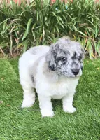 Theo, a female Poodle - Miniature  for sale in Chester, SC – 4 of 5