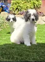 Pumpkin, a female Poodle - Miniature  for sale in Chester, SC – Photo 6 of 7