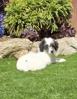 Pumpkin, a female Poodle - Miniature  for sale in Chester, SC – Photo 4 of 7