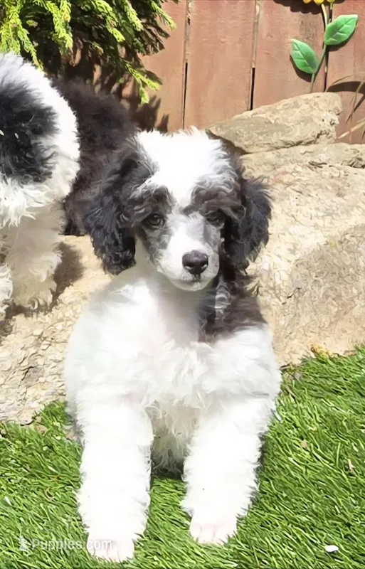 Pumpkin – Poodle - Miniature  puppy for sale in Chester, SC