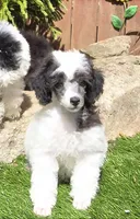 Pumpkin, a female Poodle - Miniature  for sale in Chester, SC – Photo 1 of 7