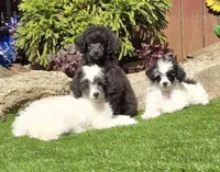 Pumpkin, a female Poodle - Miniature  for sale in Chester, SC – Photo 2 of 7