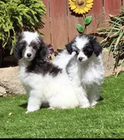 Pumpkin, a female Poodle - Miniature  for sale in Chester, SC – Photo 7 of 7