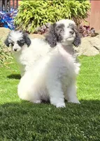 Pumpkin, a female Poodle - Miniature  for sale in Chester, SC – Photo 5 of 7
