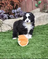 Clementine, a female Aussiedoodle for sale in Chester, SC – 2 of 8