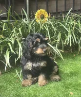 Dana, a female Yorkipoo for sale in Chester, SC – 5 of 5