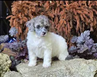Lainey, a female Poodle - Miniature  for sale in Chester, SC – 3 of 7