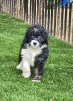 Sophia, a female Aussiedoodle for sale in Chester, SC – 2 of 7