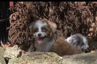 Cookie, a female Aussiedoodle for sale in Chester, SC – 3 of 7
