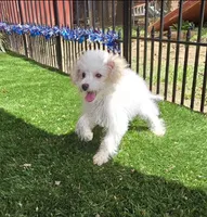 Sam, a  Aussiedoodle for sale in Chester, SC – Photo 6 of 6