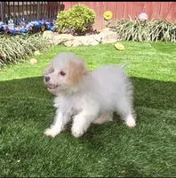 Sam, a  Aussiedoodle for sale in Chester, SC – Photo 5 of 6