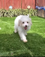 Sam, a  Aussiedoodle for sale in Chester, SC – Photo 3 of 6