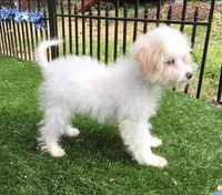 Sam, a  Aussiedoodle for sale in Chester, SC – Photo 2 of 6