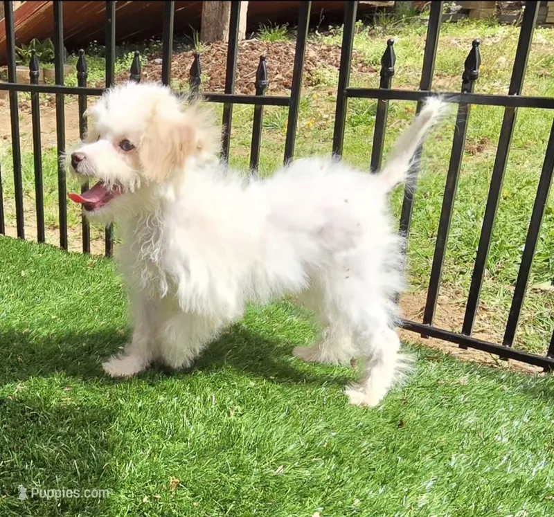 Sam – Aussiedoodle puppy for sale in Chester, SC