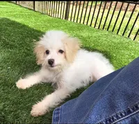 Sam, a  Aussiedoodle for sale in Chester, SC – Photo 4 of 6