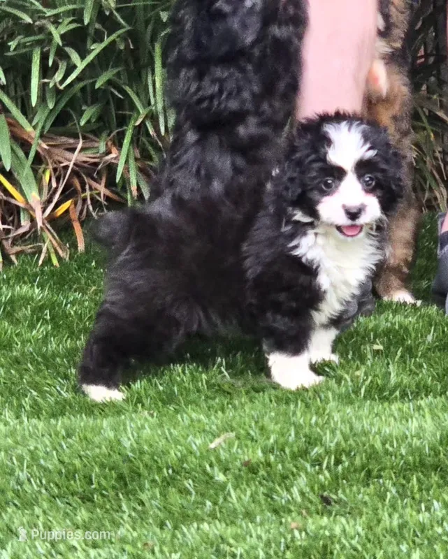 Clementine – Aussiedoodle puppy for sale in Chester, SC