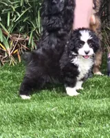 Clementine, a female Aussiedoodle for sale in Chester, SC – 1 of 8