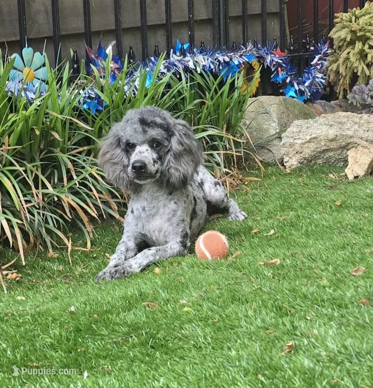 Conner – Poodle - Miniature  puppy for sale in Chester, SC