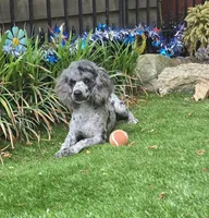 Conner, a male Poodle - Miniature  for sale in Chester, SC – 1 of 6
