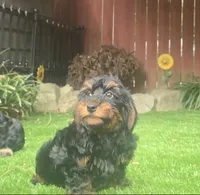 Danny, a female Yorkipoo for sale in Chester, SC – 2 of 5