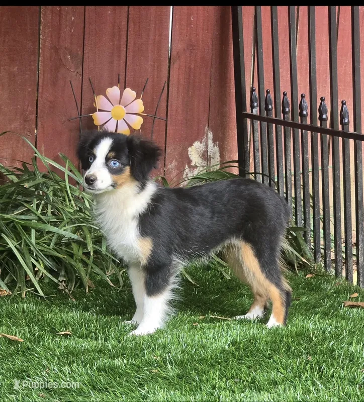 Penny – Toy Australian Shepherd puppy for sale in Chester, SC