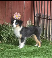 Penny, a female Toy Australian Shepherd for sale in Chester, SC – 1 of 5