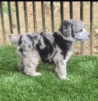 Dash, a female Poodle - Miniature  for sale in Chester, SC – 2 of 2