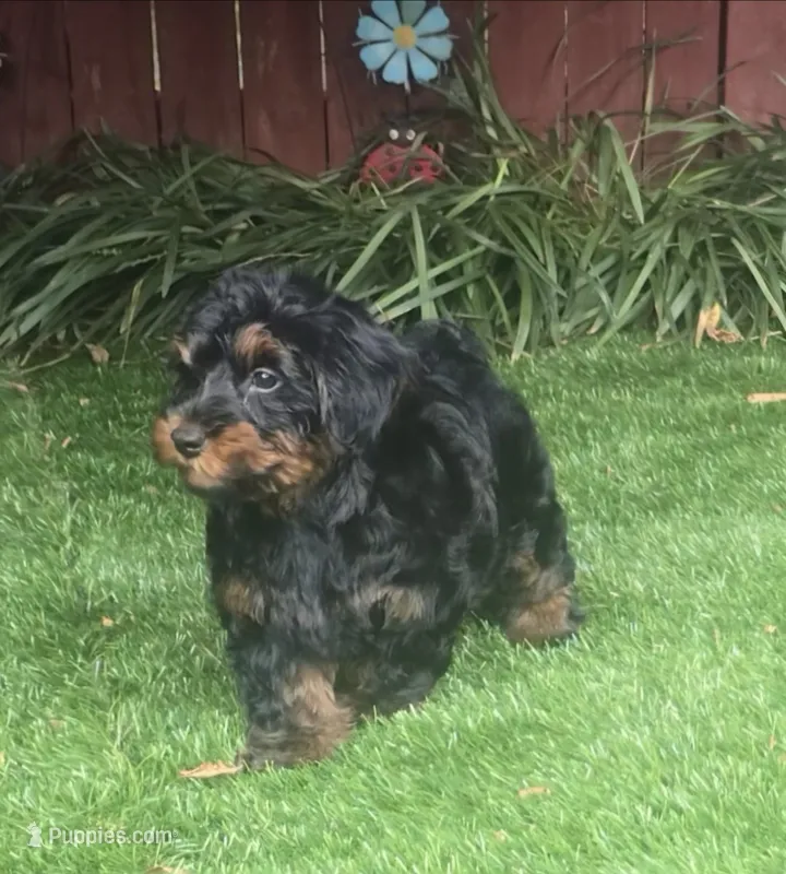 Danny – Yorkipoo puppy for sale in Chester, SC