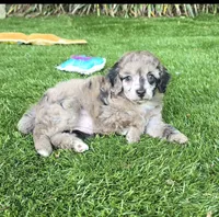 Piper, a female Poodle - Miniature  for sale in Chester, SC – 2 of 6