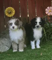 Sam, a male Aussiedoodle for sale in Chester, SC – 5 of 5
