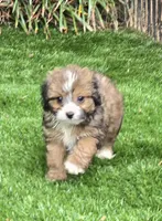 Bodhi, a male Aussiedoodle for sale in Chester, SC – 4 of 7
