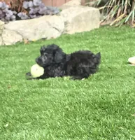 Adeline, a female Aussiedoodle for sale in Chester, SC – 6 of 6