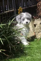 Scarlet, a female Aussiedoodle for sale in Chester, SC – 3 of 5