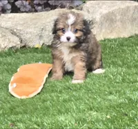 Bodhi, a male Aussiedoodle for sale in Chester, SC – 3 of 7