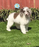 Princess, a female Poodle - Miniature  for sale in Chester, SC – Photo 3 of 5