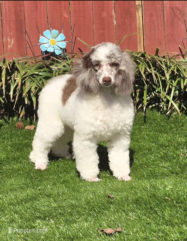 Princess – Poodle - Miniature  puppy for sale in Chester, SC