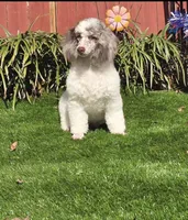 Princess, a female Poodle - Miniature  for sale in Chester, SC – Photo 4 of 5