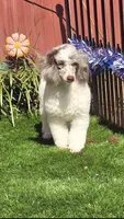 Princess, a female Poodle - Miniature  for sale in Chester, SC – Photo 5 of 5