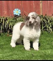 Princess, a female Poodle - Miniature  for sale in Chester, SC – Photo 2 of 5