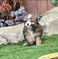 Bodhi, a male Aussiedoodle for sale in Chester, SC – 5 of 7