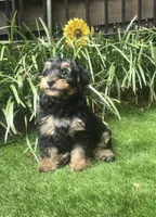 Dana, a female Yorkipoo for sale in Chester, SC – 3 of 5