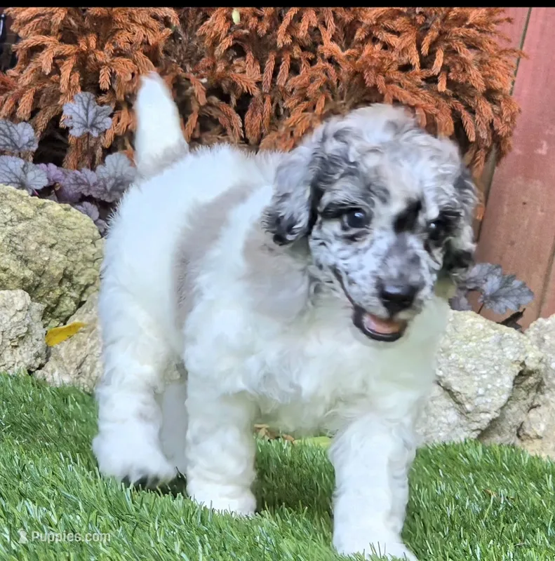 Theo – Poodle - Miniature  puppy for sale in Chester, SC