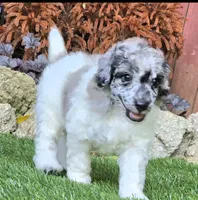 Theo, a female Poodle - Miniature  for sale in Chester, SC – 1 of 5